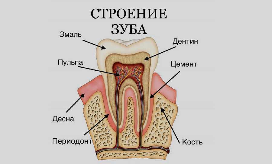 Челюсть: анатомия верхней и нижней части челюстного аппарата - строение и функции