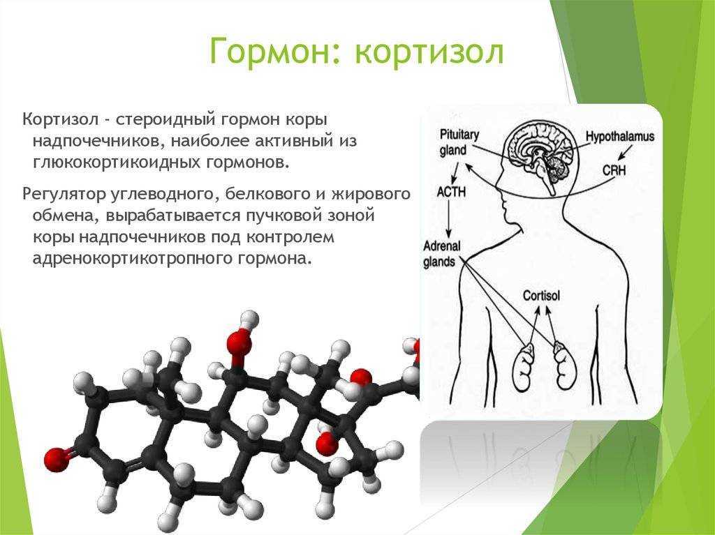 Кортизол – гормон, который мешает выспаться, но не дает умереть * клиника диана в санкт-петербурге