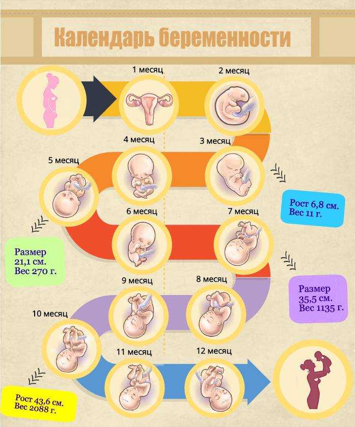 37 недель беременности: тянет низ живота, что происходит с малышом