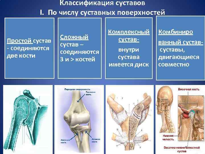 Суставы человека: виды, анатомия, строение