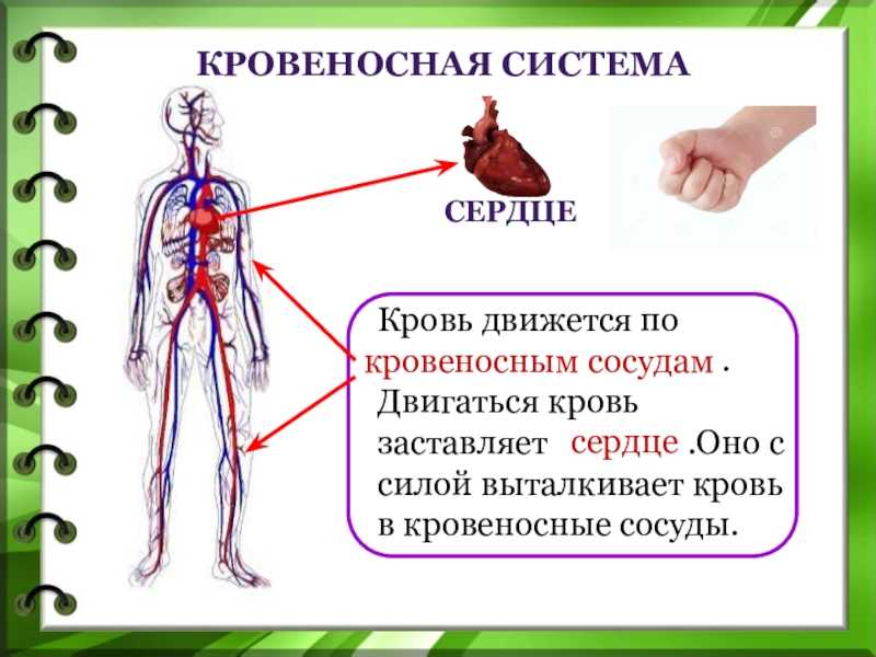 Артериальная и венозная кровь — какая между ними разница? кровообращение у человека.