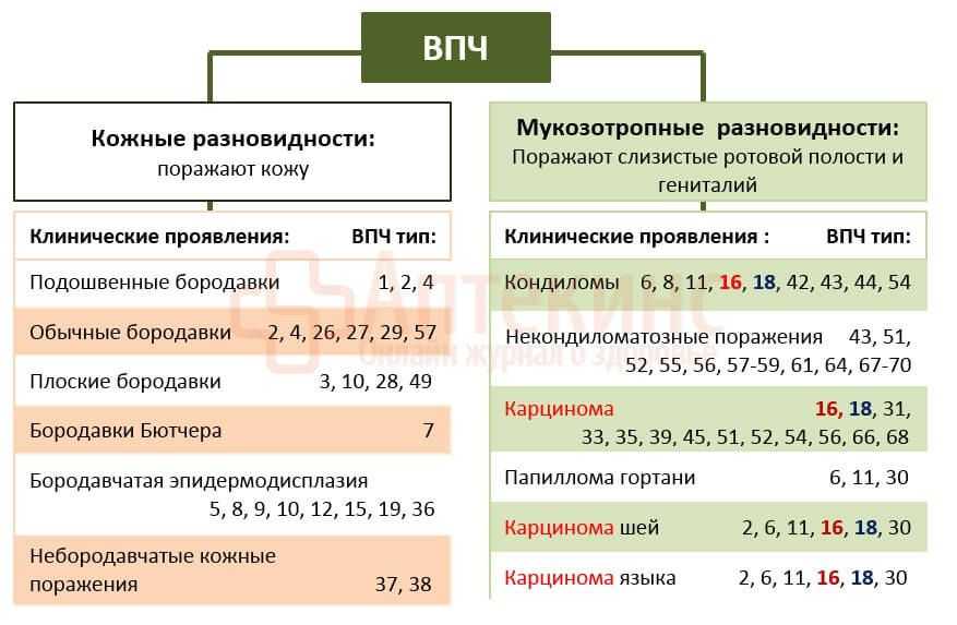 Впч 66 типа: опасность, меры предосторожности и лечение | vrednuga.ru