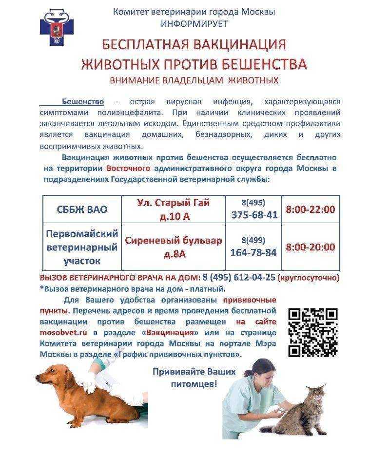 Бешенство у собак: симптомы, прививки, как передается.