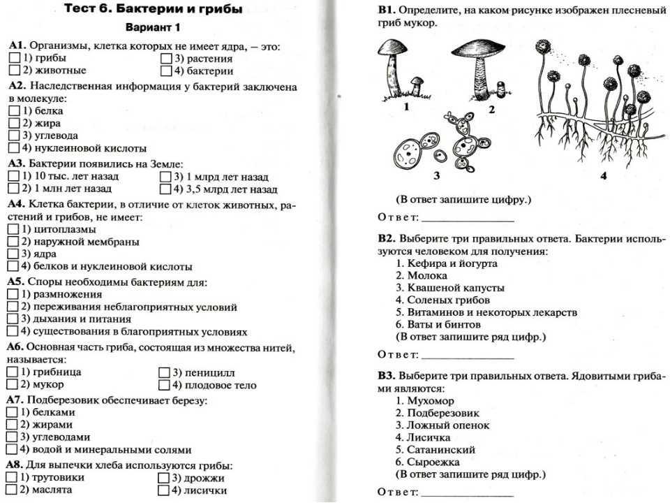 Внутреннее строение горла человека