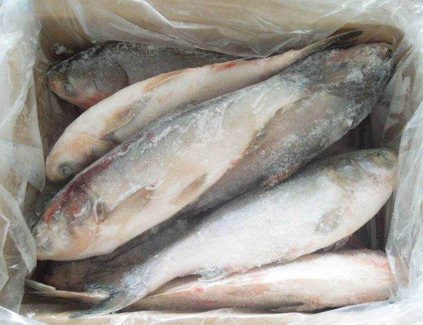 Рыба речной карп: виды, польза и вред речного мяса, особенности нереста, размножения и ловли