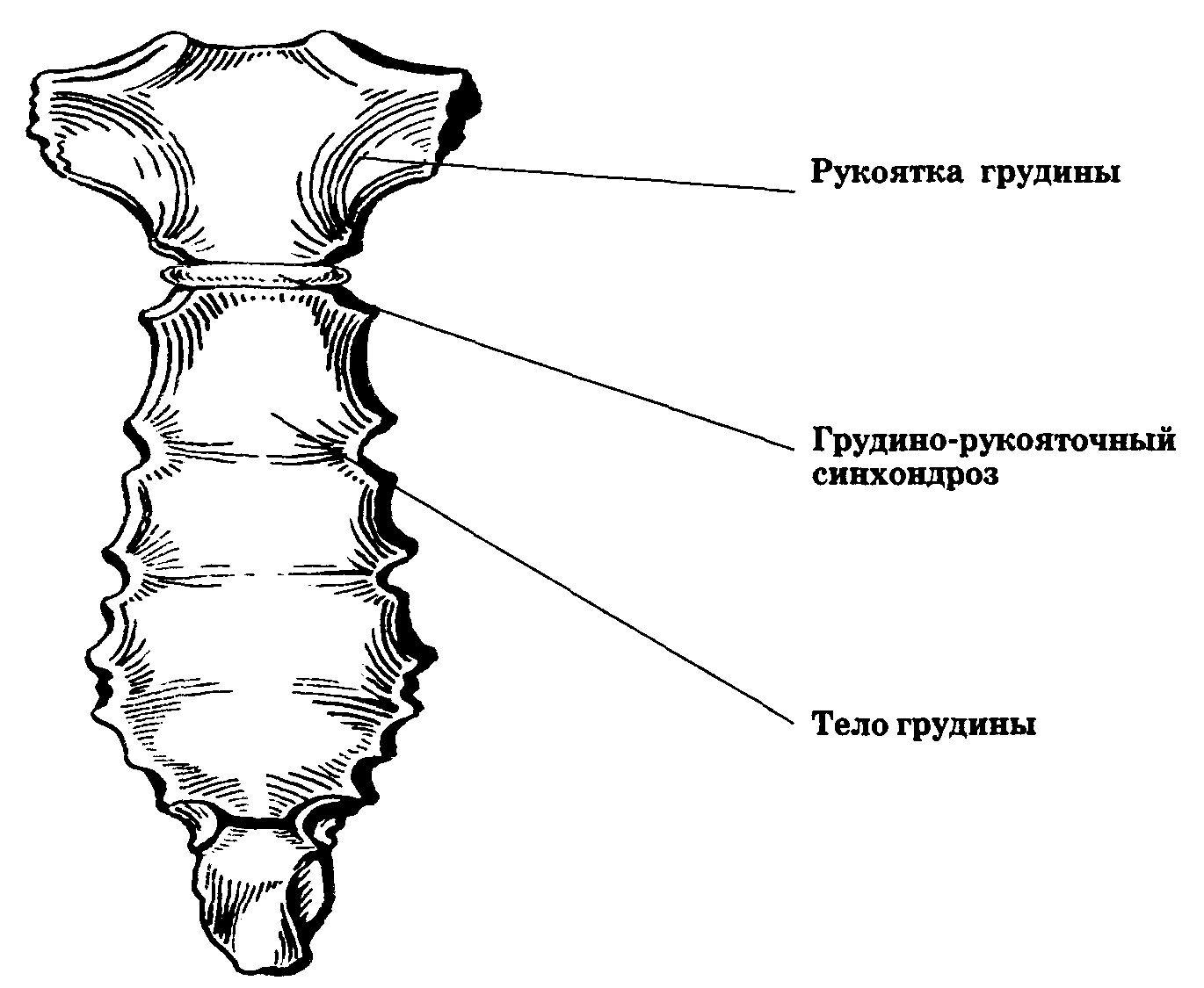 Кость имеет рукоятку тело и мечевидный отросток. грудина. грудина представляет собой плоскую губчатую кость. она состоит из трех частей: широкой рукоятки, удлиненного тела и мечевидного отростка. что такое ушиб