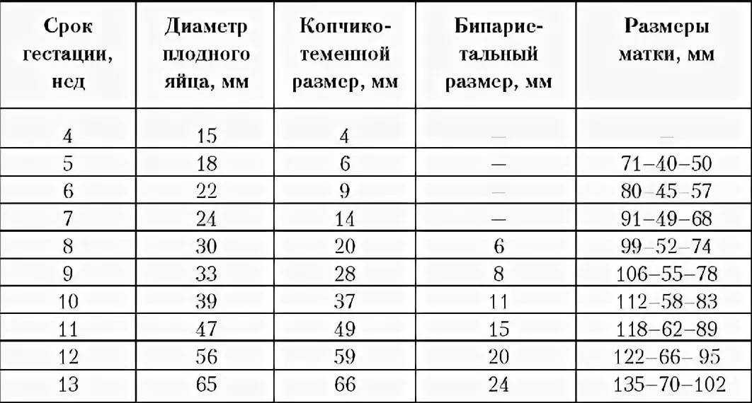 7 неделя беременности