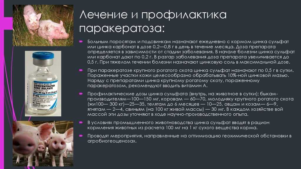 Лечение рожи у свиньи в домашних условиях
