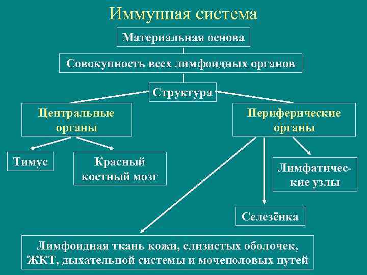 Виды и формы иммунитета