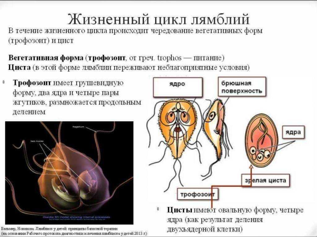 Профилактика сальмонеллеза детям | zebranaspa.ru