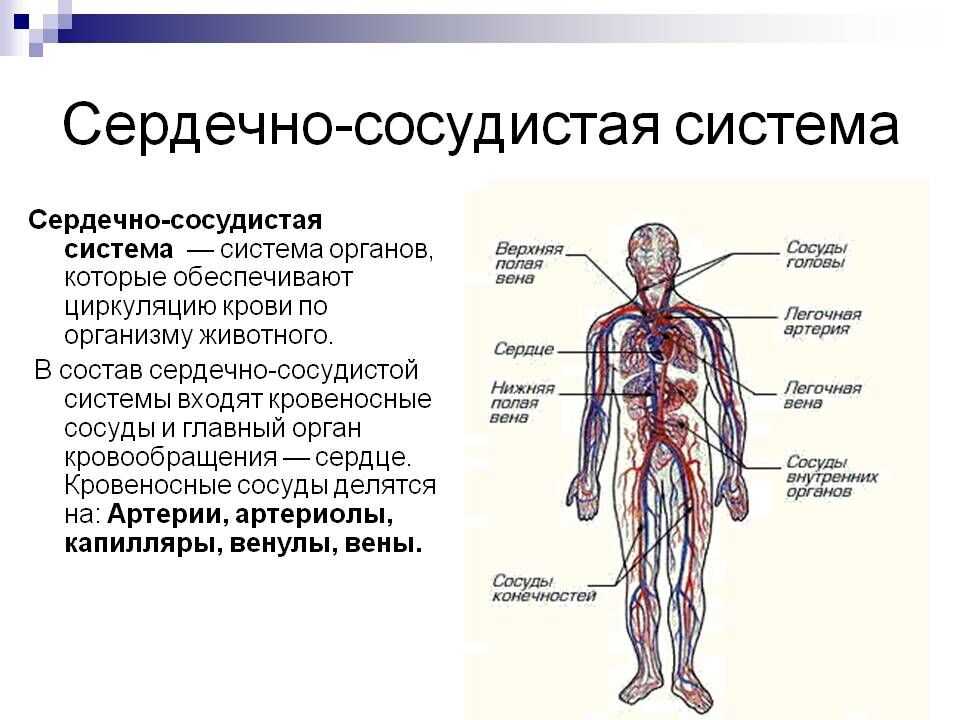 Венозная кровь. венозная и артериальная кровь