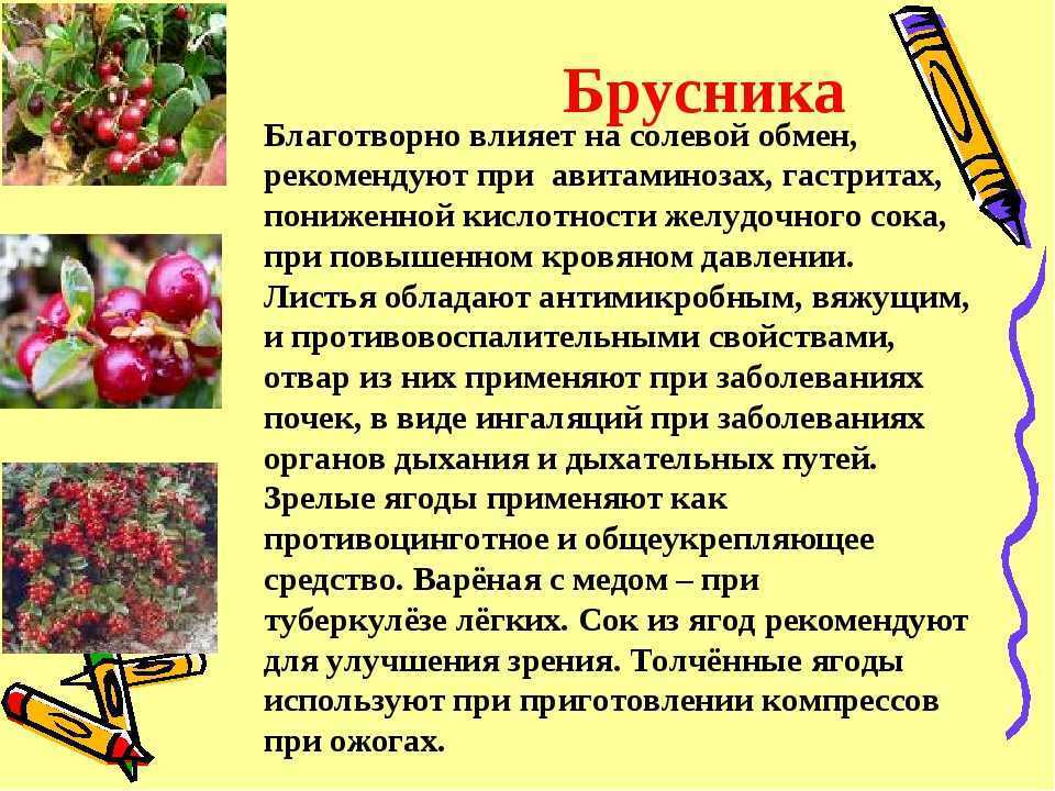 Брусника: полезные свойства и противопоказания для женщин и мужчин