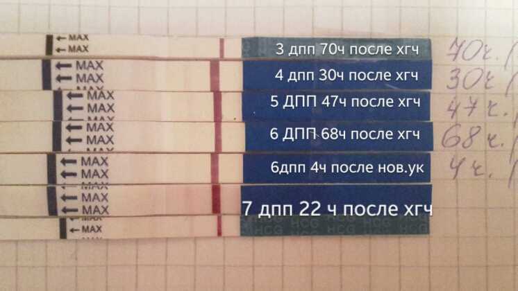 Имплантация эмбриона после эко: на какой день, признаки, ощущения по дням