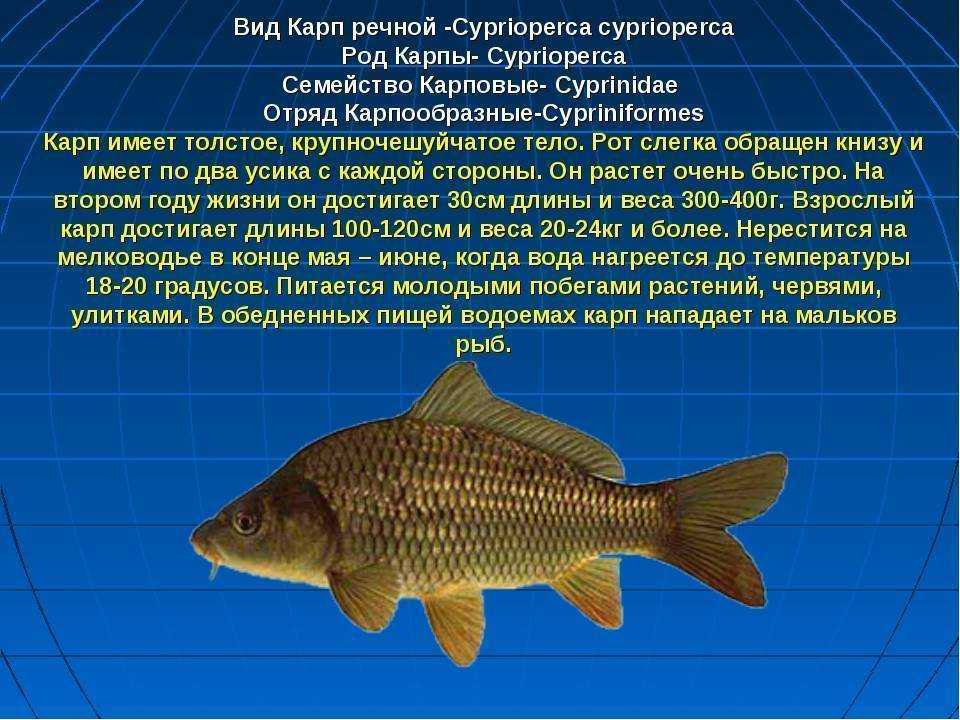 Рыба карп - полезные свойства и секреты приготовления