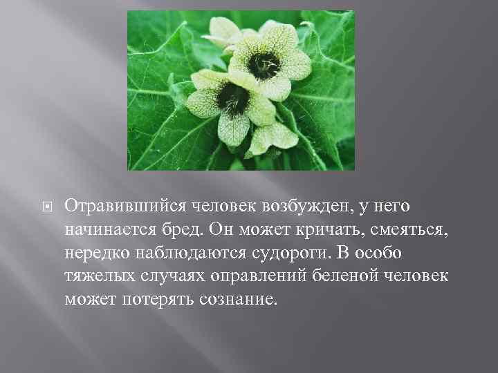 Белена - ядовитое растение. отравление ядовитыми растениями. белена черная. лекарственные растения
