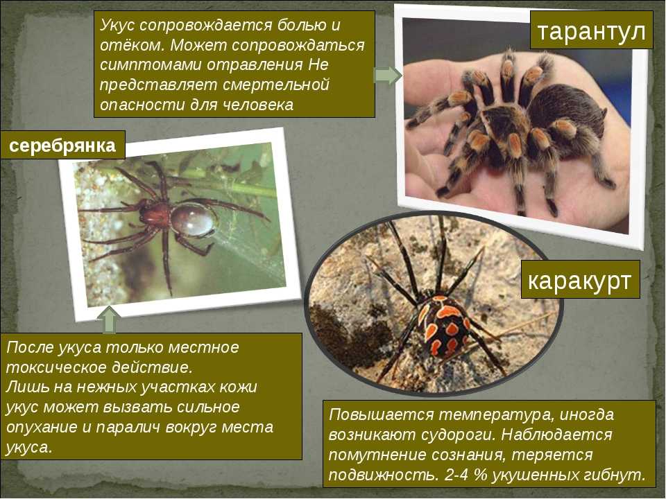 Укус паука: 10 естественных домашних средств - - здоровье - 2024