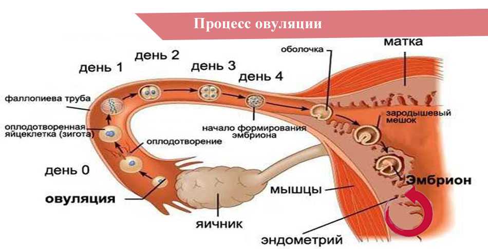Овуляция при приеме оральных контрацептивов: причины, последствия, механизм действия