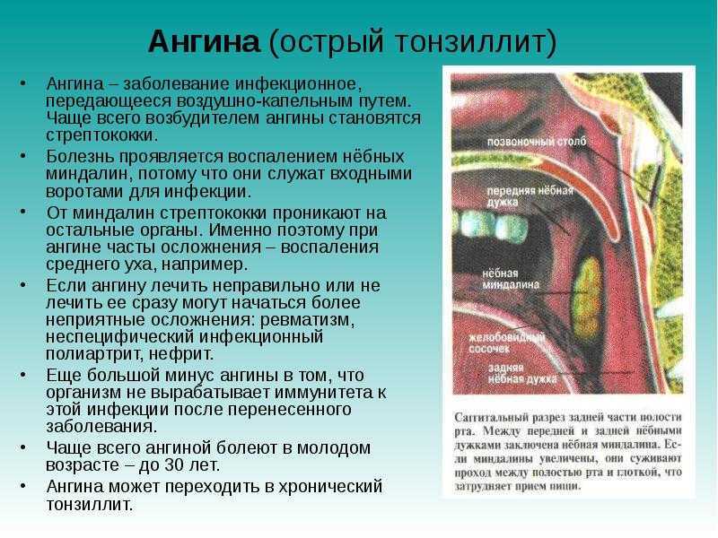 Бактерии типа leptotrix что это? симптомы, лечение и профилактика