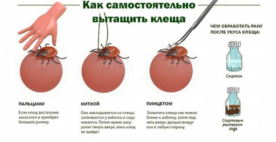 Укусы клопов, клещей, блох: как выглядят, какие последствия, симптомы | азбука здоровья