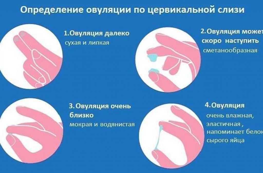 Две овуляции в одном цикле - признаки, симптомы и причины