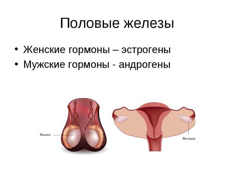 Половые железы и гормоны - znzn📗