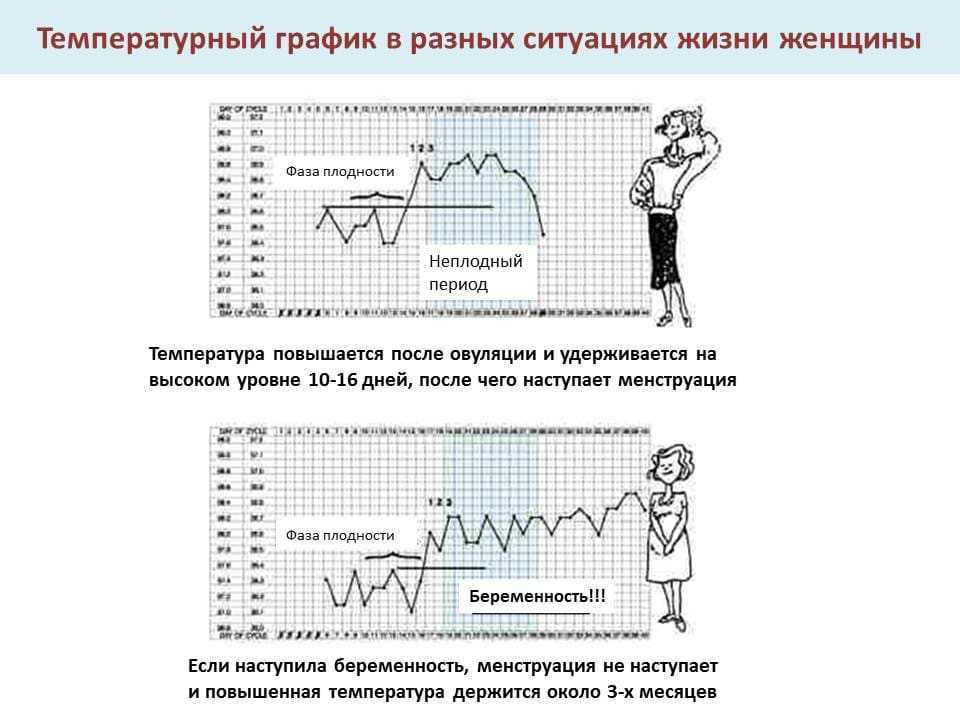 Базальная температура при беременности: где измеряется и как правильно это делать
