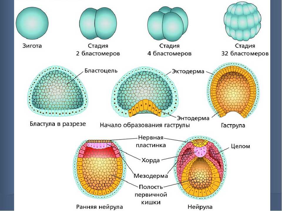 Выкидыш (самопроизвольный аборт) > клинические рекомендации рф 2021 (россия) > medelement
