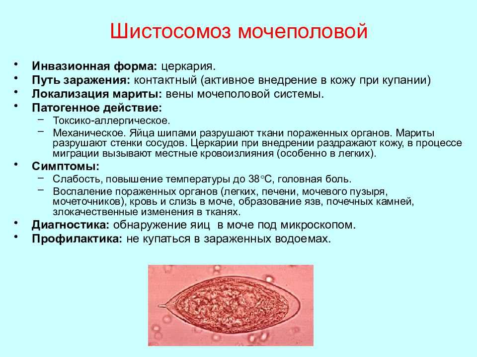 Шистосомы – виды, жизненный цикл, строение, симптомы, лечение