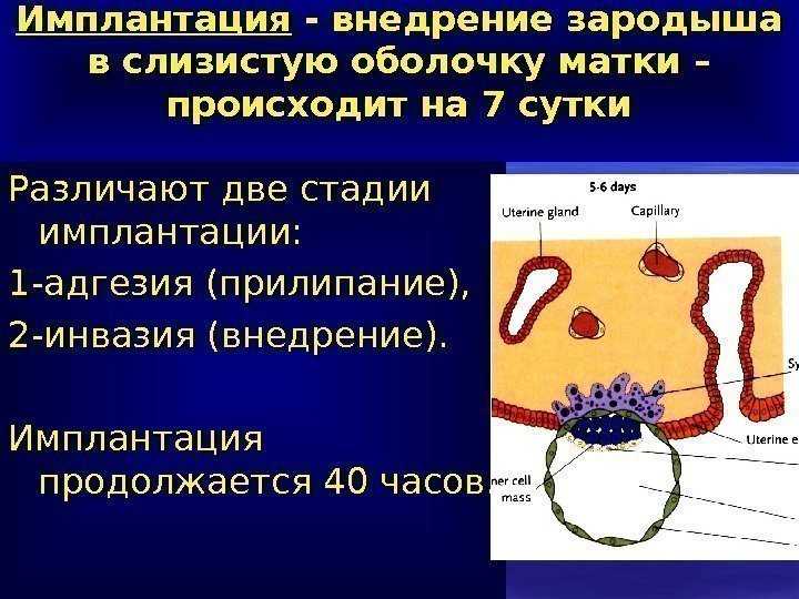 Поздняя имплантация эмбриона: к чему быть готовым