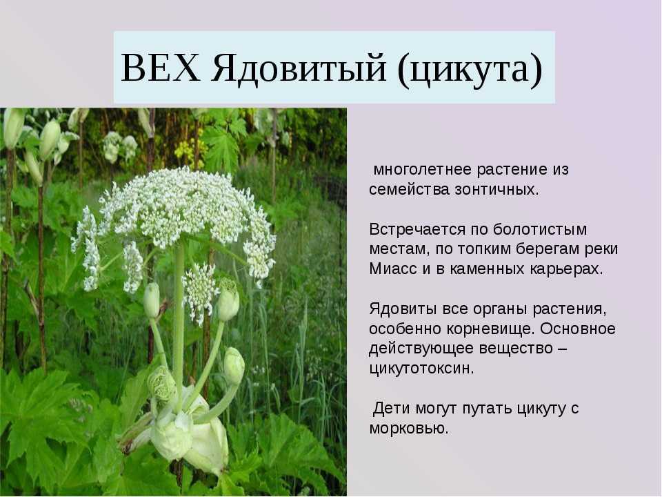 Ландыш: чем полезен для здоровья человека, лекарственные свойства, химический состав, применение в народной медицине, противопоказания »