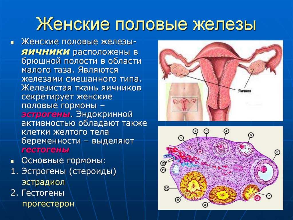 Половые железы