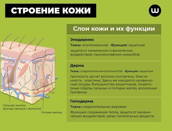 Функции и строение кожи